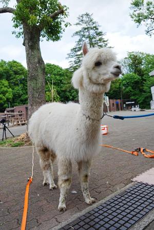 毛刈り前のアルパカ