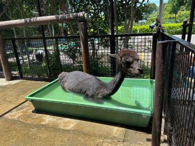 プールに浸かるチャッピー