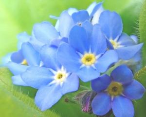 花のイメージ