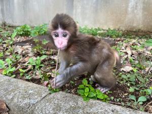 パンチ生後2か月