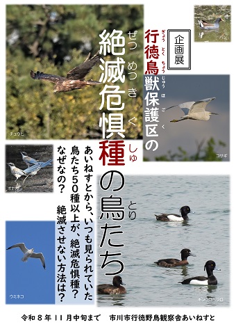 企画展「行徳鳥獣保護区の絶滅危惧種の鳥たち」ポスター画像