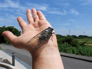 せみがぞう