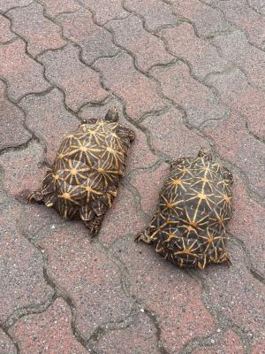 当園で飼育中のインドホシガメ2匹