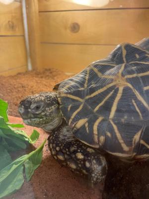 食事中のガブリエル