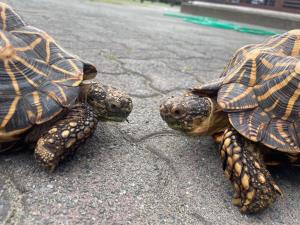 見つめ合う2匹のインドホシガメ