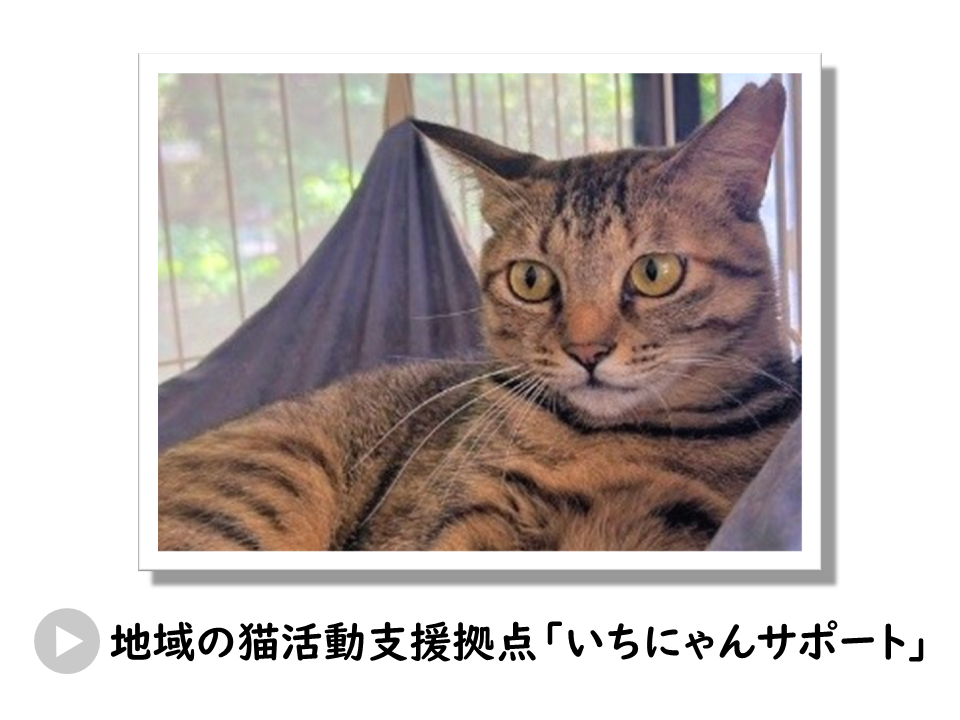 地域の猫活動支援拠点「いちにゃんサポート」についてのURL