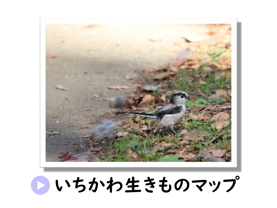 いちかわ生きものマップに関するURL