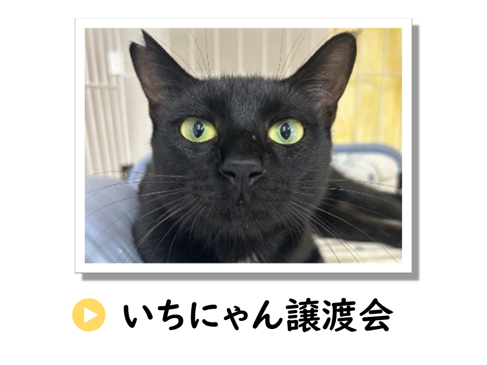 いちにゃん譲渡会についてのURL