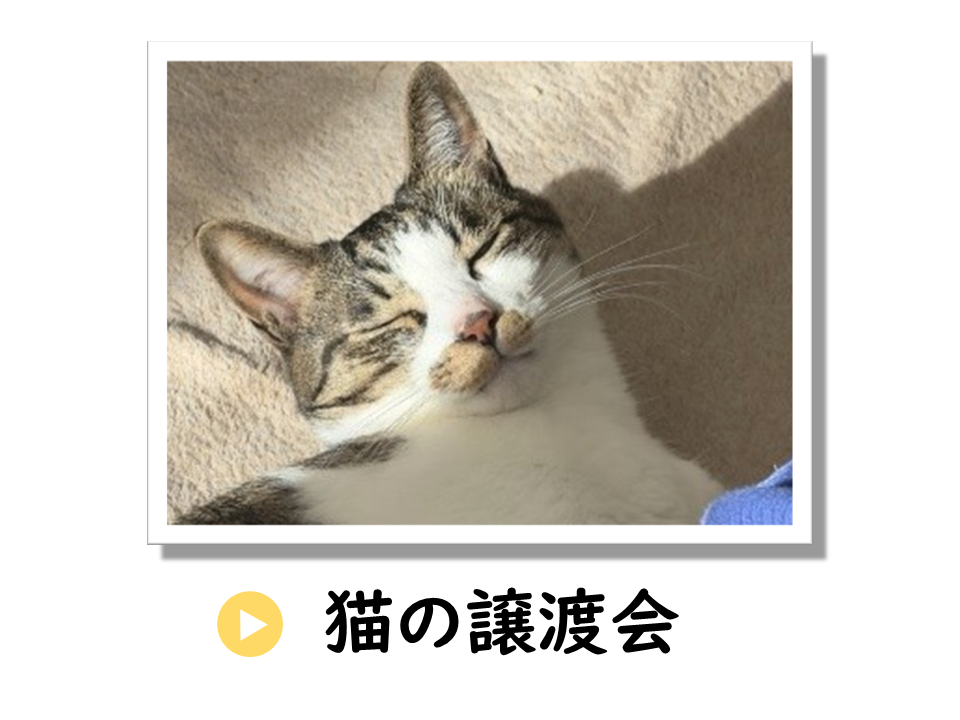 猫の譲渡会に関するURL