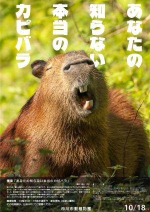 あなたの知らない本当のカピバラ