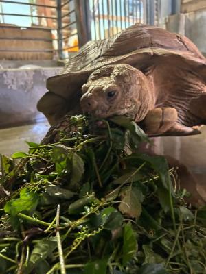 餌の野草を食べているケヅメリクガメのアンディ