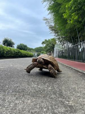 散歩をしているケヅメリクガメのアンディ
