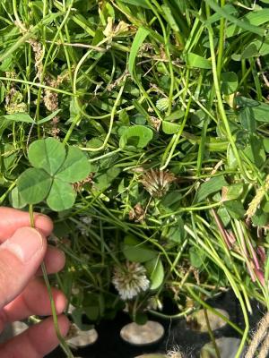 野草を採っているときに見つけたよつばのクローバー