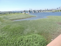 妙典より市川方面を望む画像