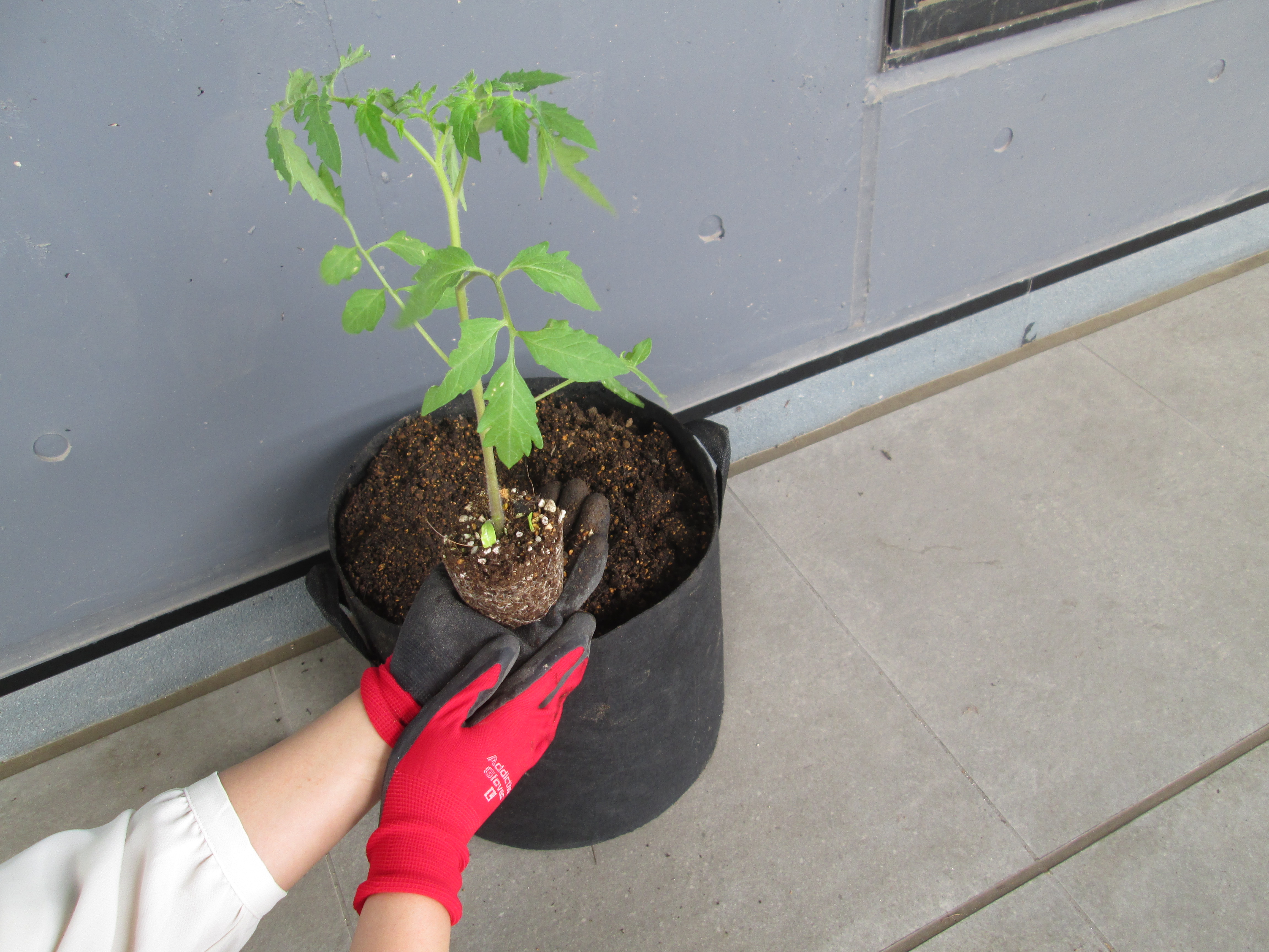 写真：植付の様子