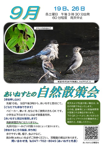 令和8年9月のあいねすとの自然散策会のポスター　ヤマノイモのむかごの写真、オナガ幼鳥、コムクドリのオスメスが一緒に水浴びをしている写真