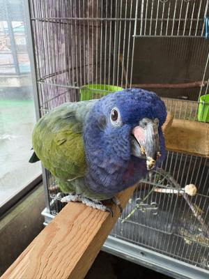 アケボノインコ　ハル
