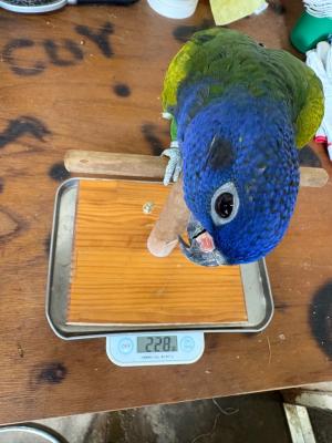 アケボノインコ　ハル　体重測定