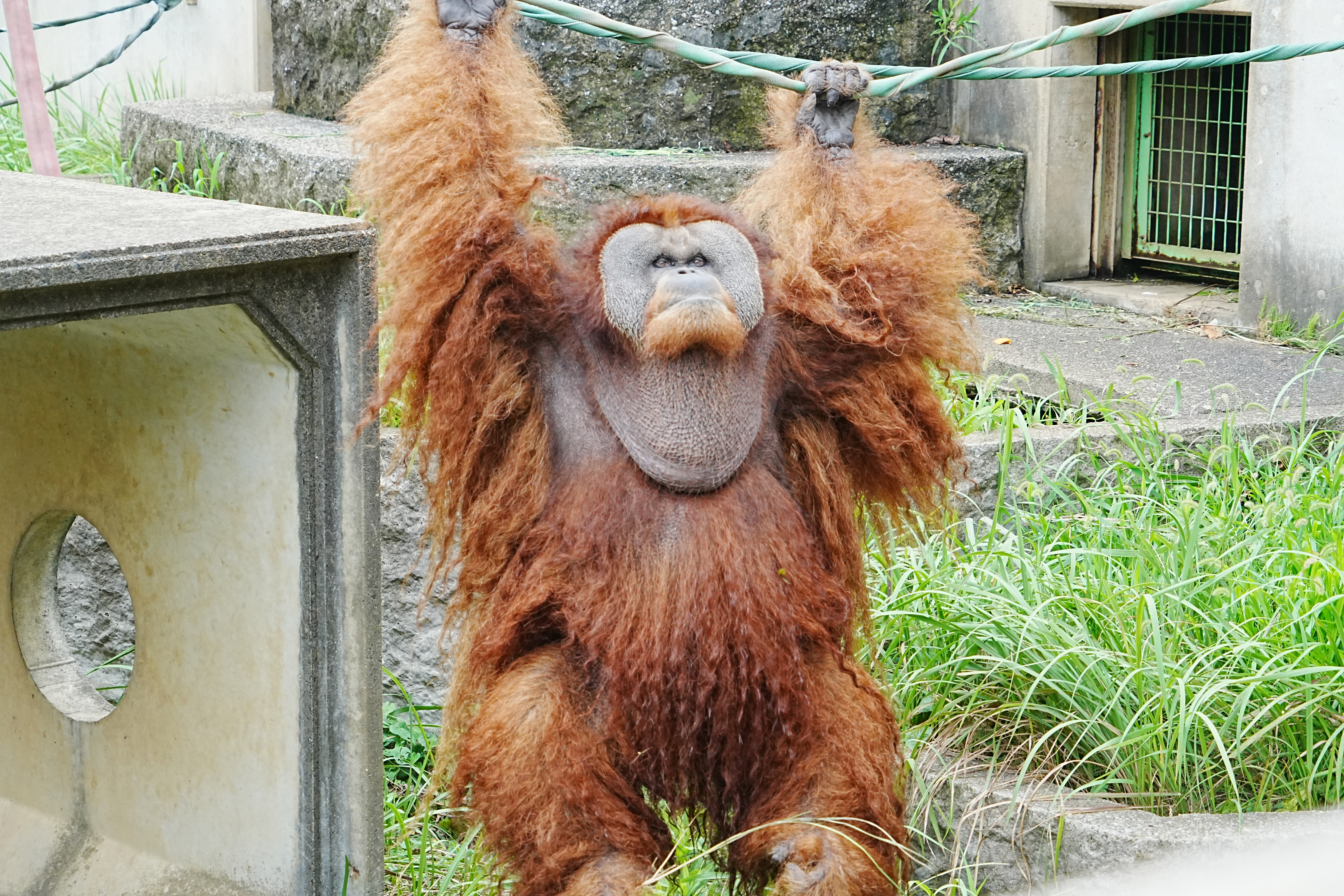 たくさんのお客さんを前に張り切るイー
