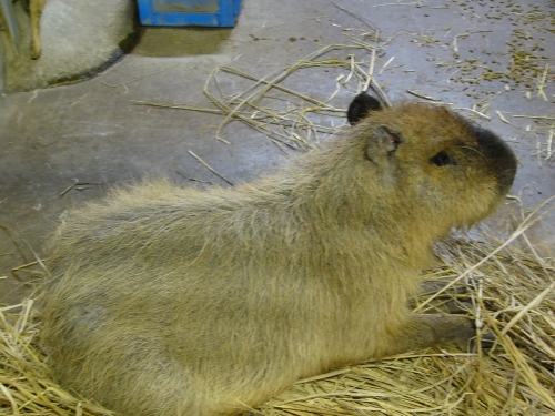 カピバラ　ペエーの画像