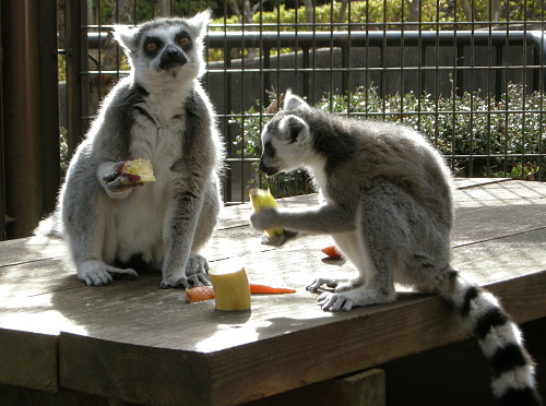 ワオキツネザルの画像2