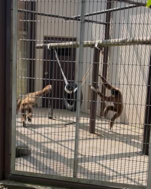 追いかけっこする2頭