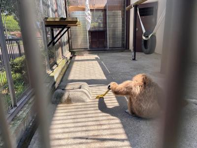 ヤングコーンをつまむように持つコテツ