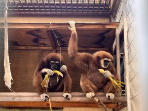 2頭で並んでヤングコーンを食べる