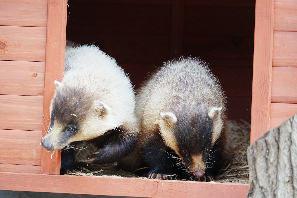 写真：ニホンアナグマ2頭並んだところ