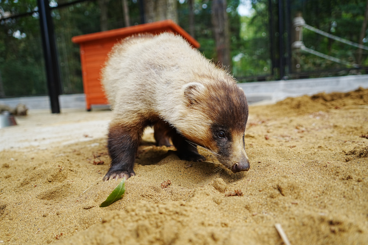 写真：ニホンアナグマのアキ