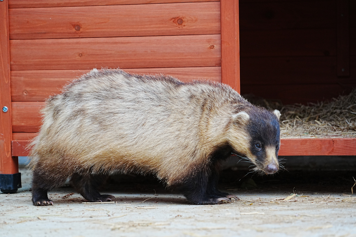 写真：ニホンアナグマのハギ