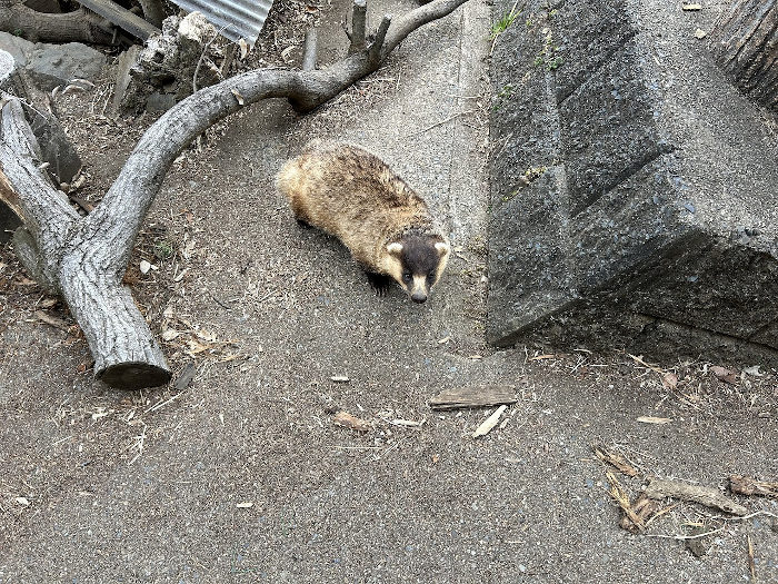 写真:ニホンアナグマのハギ