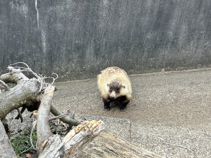 写真:ニホンアナグマのアキ