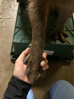 お手の練習中のイチョウ君