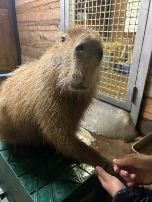 針を当てる練習中のイチョウ君