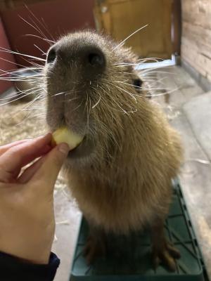 リンゴをおいしそうに食べるイチョウ