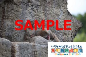 画像：パンチ壁紙（サンプル）