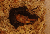 カブトムシのさなぎです。の画像