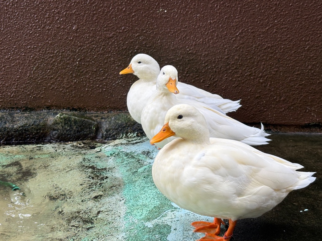 3羽のコールダックの画像