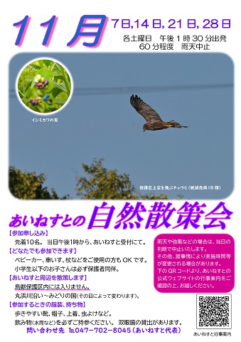 令和8年11月のあいねすとの自然散策会のポスターの画像。イシミカワの実、あいねすと上空のチュウヒの写真。あいねすとの自然散策会の詳細についてはPDFファイルをご参照ください。