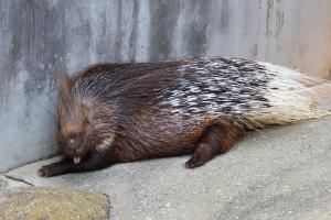 写真：アフリカタテガミヤマアラシのブラット♂