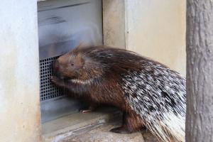 写真：夕方のご飯が待ち遠しくて扉をガリガリするブラット