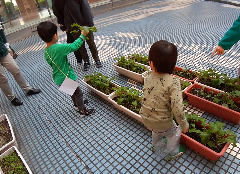 野菜収穫体験 小カブ 写真 野菜収穫体験 小カブ写真