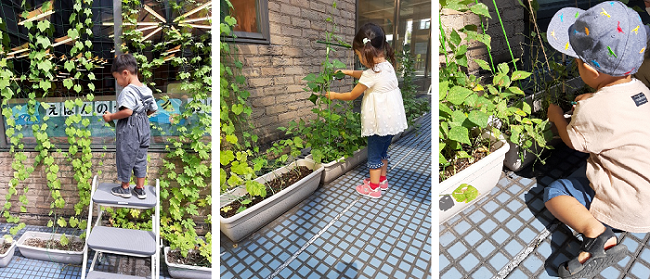 野菜収穫体験 写真 野菜収穫体験 写真