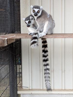 ワオキツネザルのエルサtとアトム