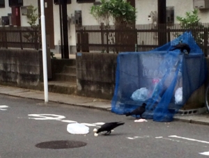 写真：カラスに荒らされている集積所