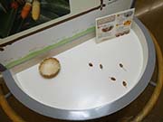 どんぐりゴマの写真