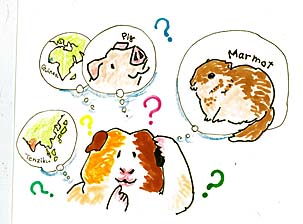 モルモットなどの絵 モルモットなどの絵