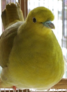 アオバトの画像 アオバトの画像