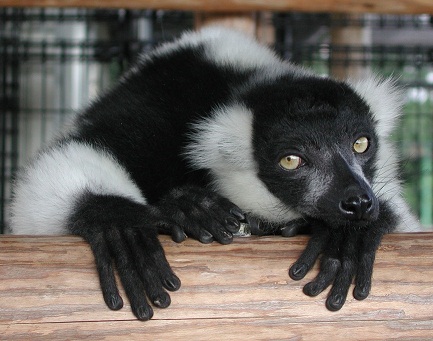 エリマキキツネザルの画像 エリマキキツネザルの画像